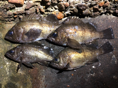 潮が動いてなかったけど何とか。