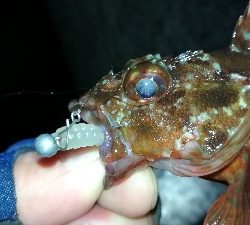 ナイトメバリング