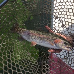 エリアトラウト