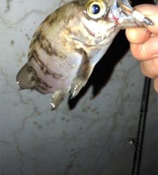 港奥メバリング