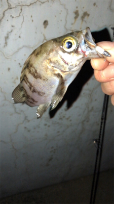 港奥メバリング