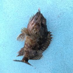 メバリングin御所浦