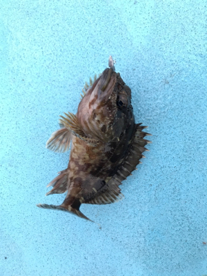 メバリングin御所浦