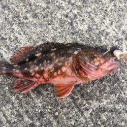 根魚