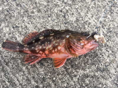 根魚