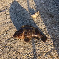 メバリングのはずが