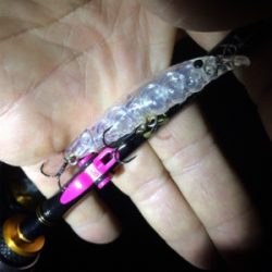 バースデーフィッシュ!(再