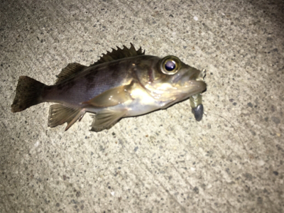 マイクロメバリング