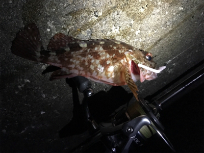 ガッシー君高活性