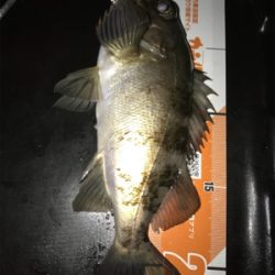 メバリングin御所浦