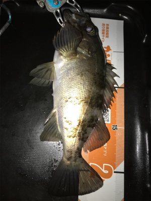 メバリングin御所浦