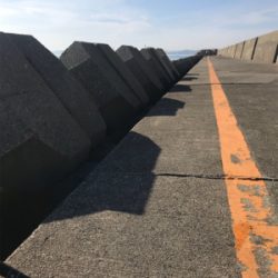 ボラの大名行列