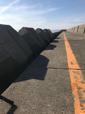 ボラの大名行列