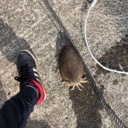 コウイカ絶好調!