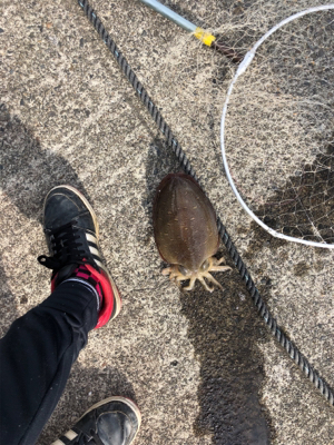 コウイカ絶好調!