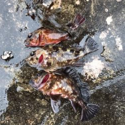 メバルからガシラとムラソイ