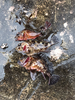 メバルからガシラとムラソイ