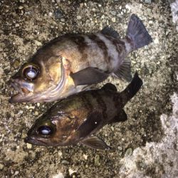 春爆までもう少し