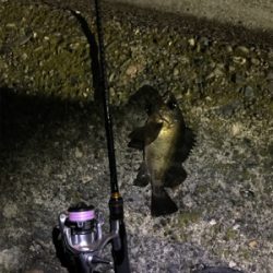 メバリングin御所浦4