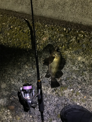 メバリングin御所浦4