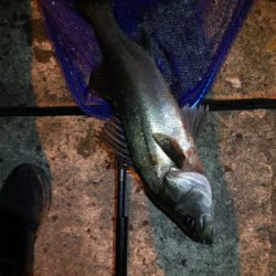 御所浦メバリング最終日