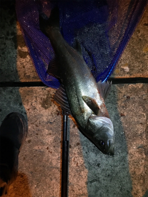 御所浦メバリング最終日