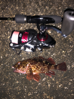 うみかぜ公園メバリング