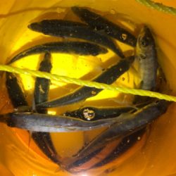 アジング下見♪