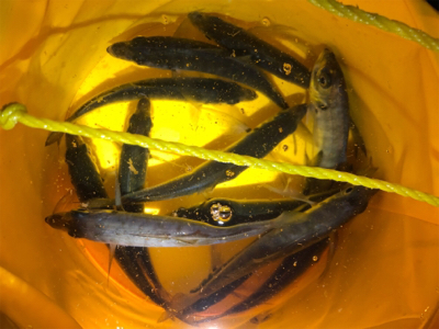 アジング下見♪