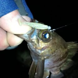 ナイトメバリング