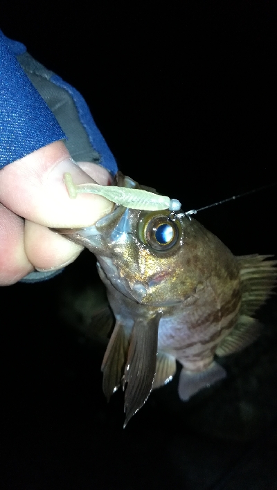 ナイトメバリング