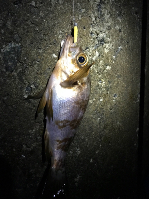 ポツポツとメバル