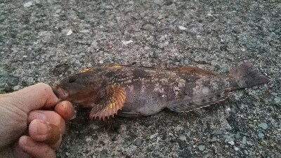 2019年3月15日釣行in箱崎ふ頭