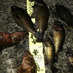 須磨一文字の半夜メバリング