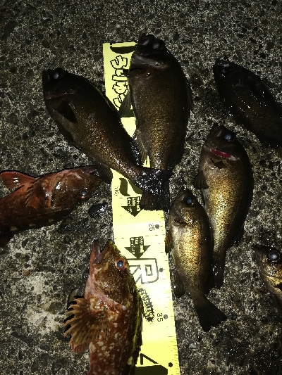 須磨一文字の半夜メバリング