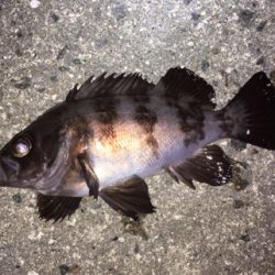 明石周辺メバリング