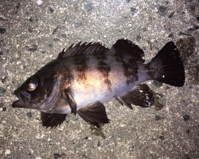 明石周辺メバリング