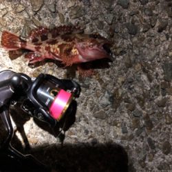 メバルとガシラ