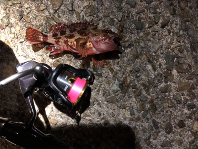 メバルとガシラ