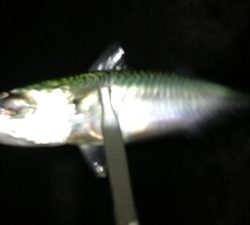 ナイトメバリング