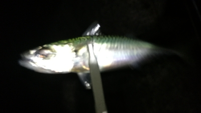 ナイトメバリング