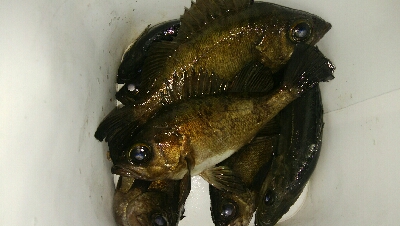 プラッキングゲーム