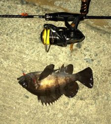 良型が入れ食い!!