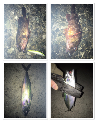 渋いと思いきや…パターン発見!