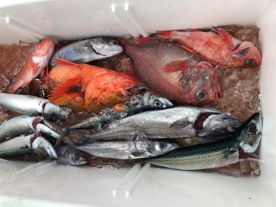 中深海ジギング