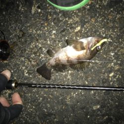 エステルジグ単ゲーム