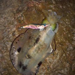 西海市エギング