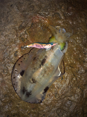 西海市エギング