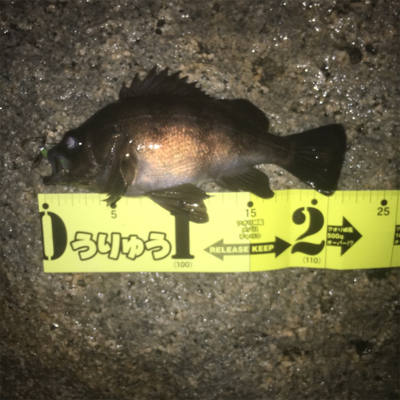 久しぶりのメバルゲーム☆GUNNING-S…