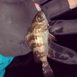 風裏探してメバリング